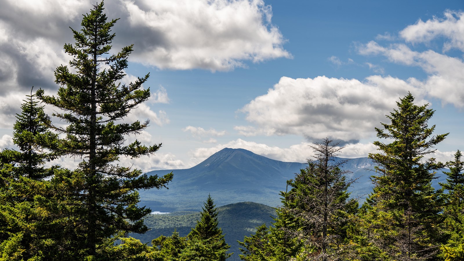 Tall pine trees frame a view of a green, peaked mountain in the distance