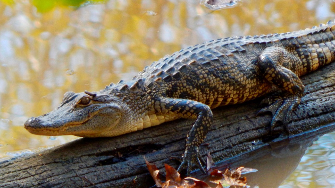 A juvenile alligator resting on a log in a pond.