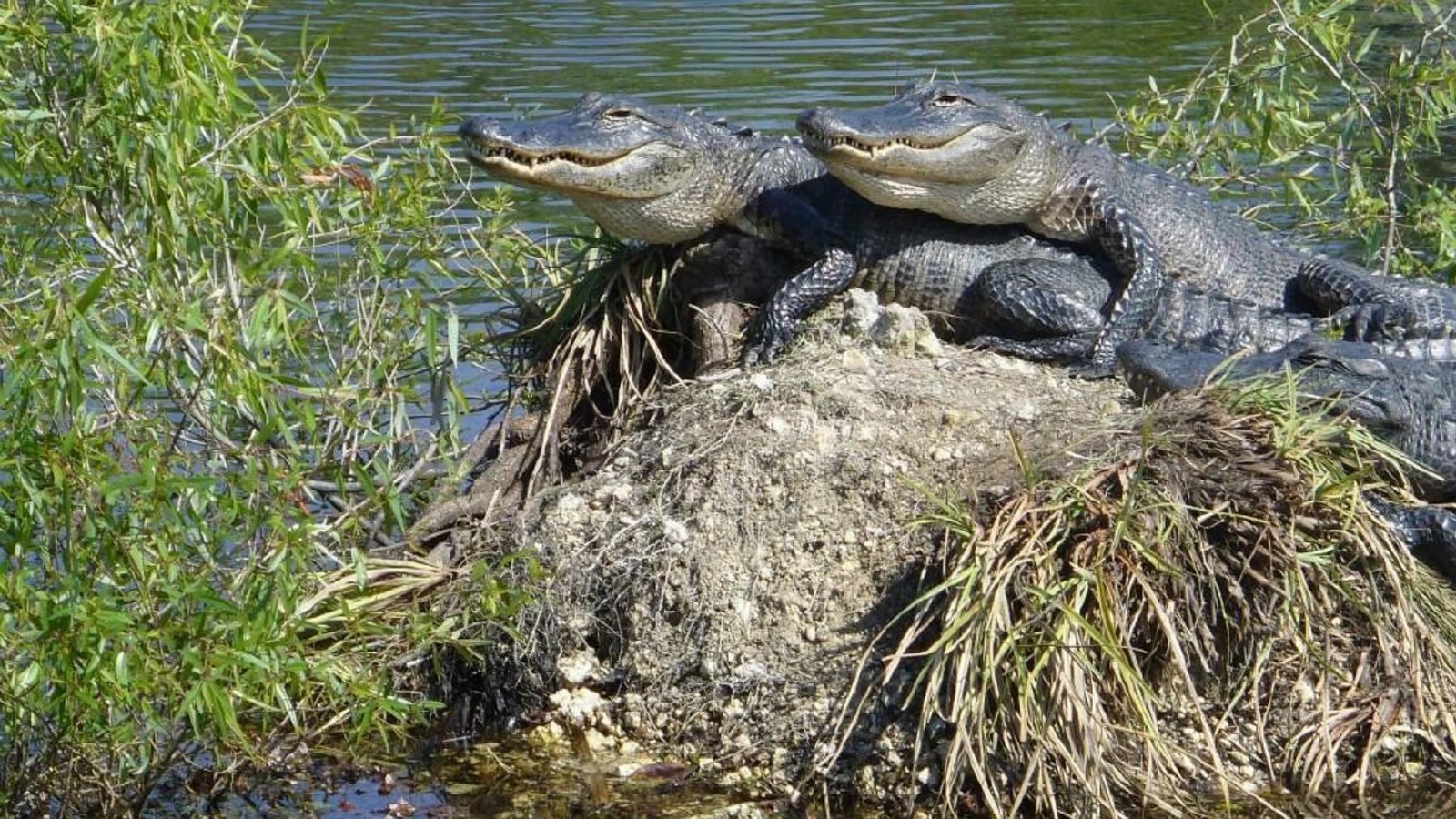 Two black/gray alligators are basking on top of each other on a rocky outcrop in Coot Bay Pond.