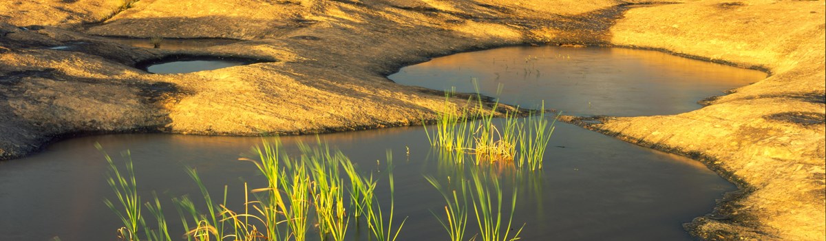 plants grow out of a water-filled depressions on a rock surface