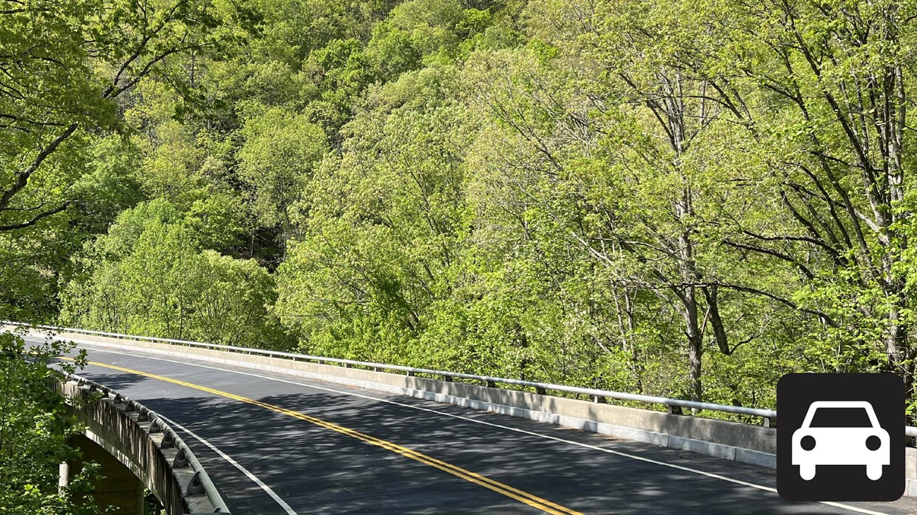 A road winds through dense trees. 