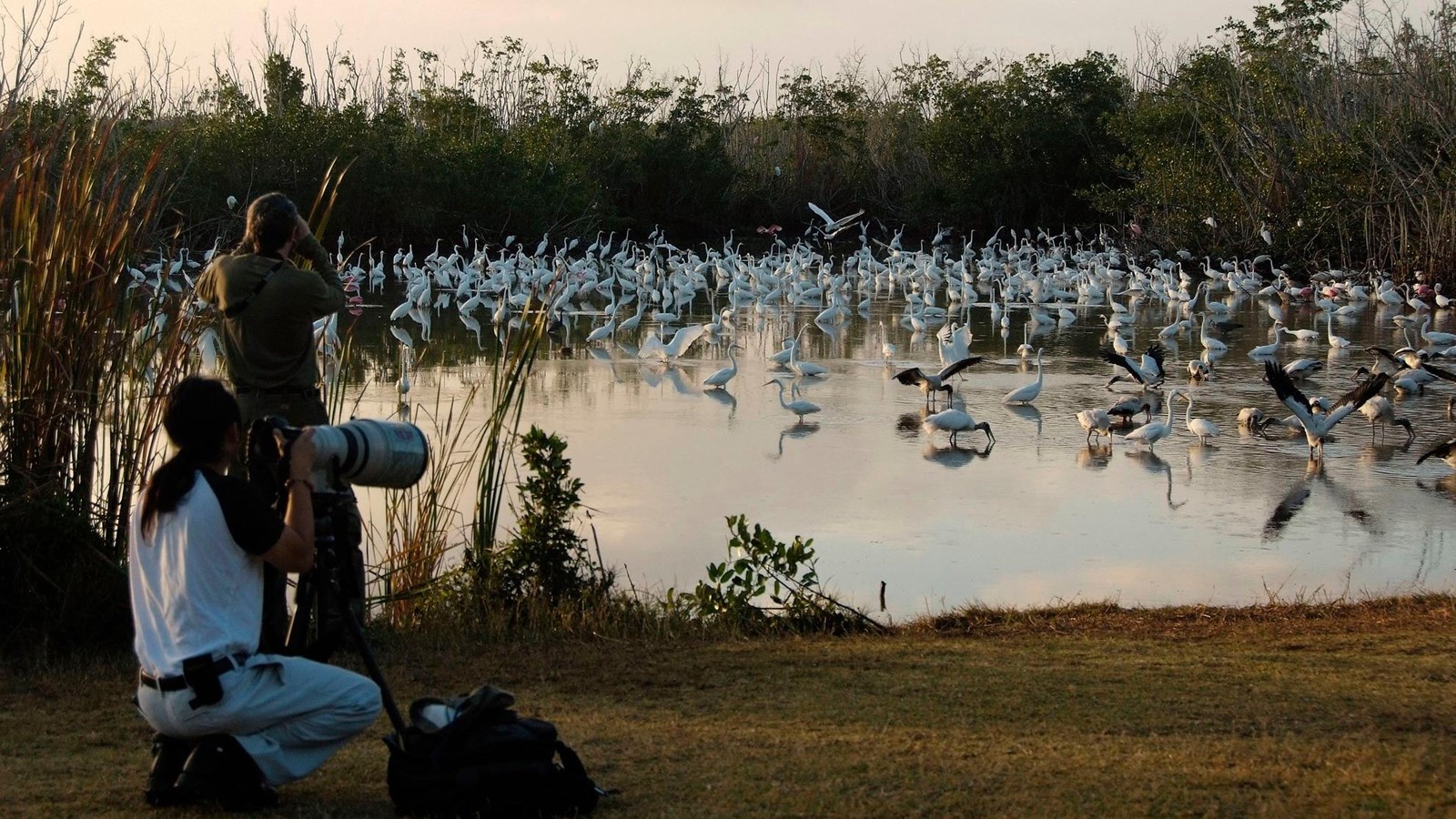 Two photographers point their cameras at hundreds of white wading birds feeding in the water