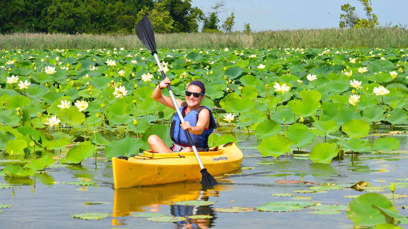 Woman on a yellow kayak paddles among lotus blossoms