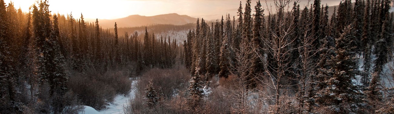 snowy forested landscape