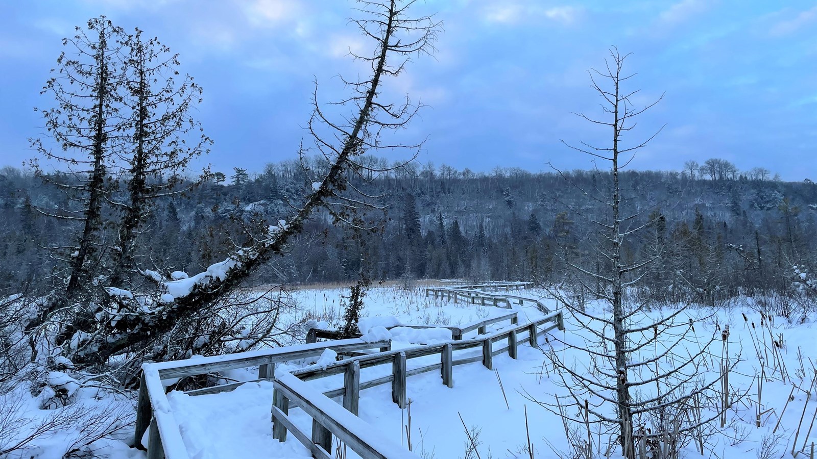 A boardwalk covered with snow winds through a snowy wetland.