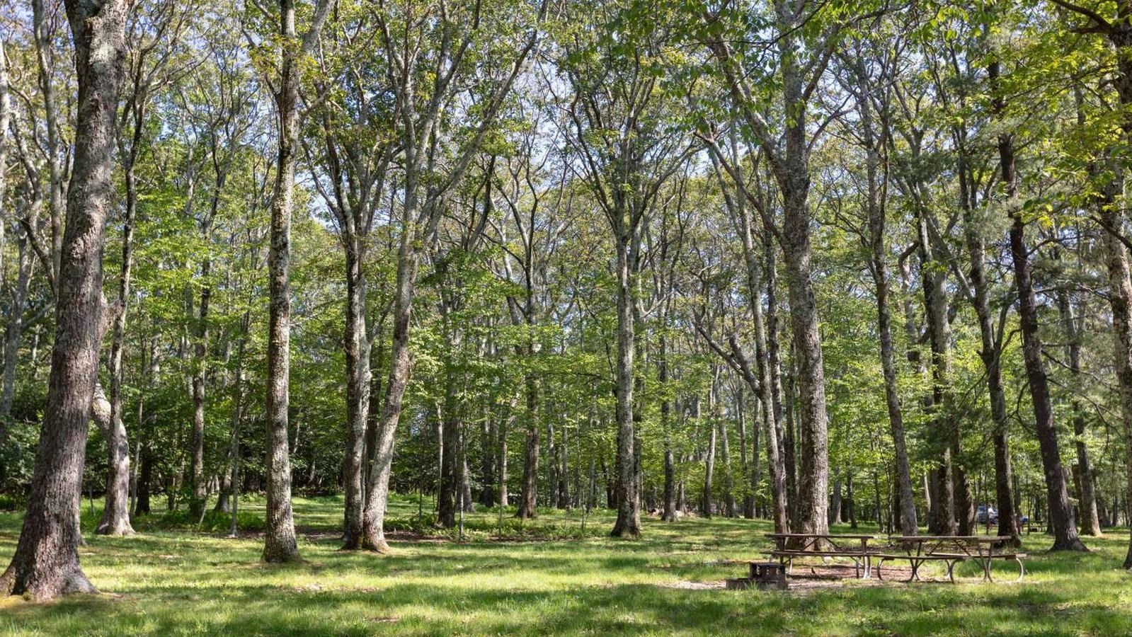 Mature trees screening numerous picnic tables among the grassy areas of the picnic grounds.