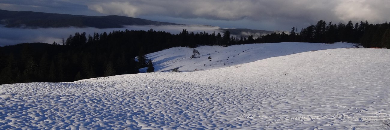 Snow covers open fields and redwoods are in a valley.