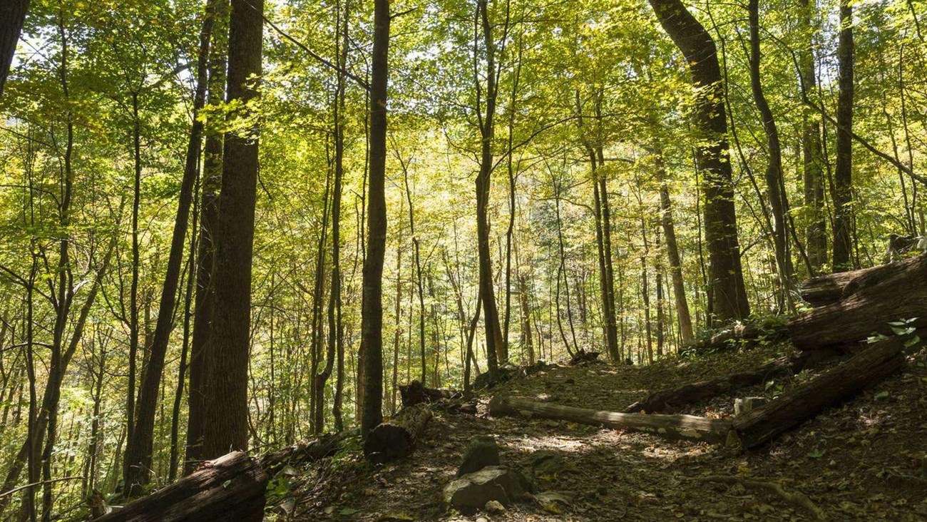 A forest view with tall trees and a leaf-covered green canopy.