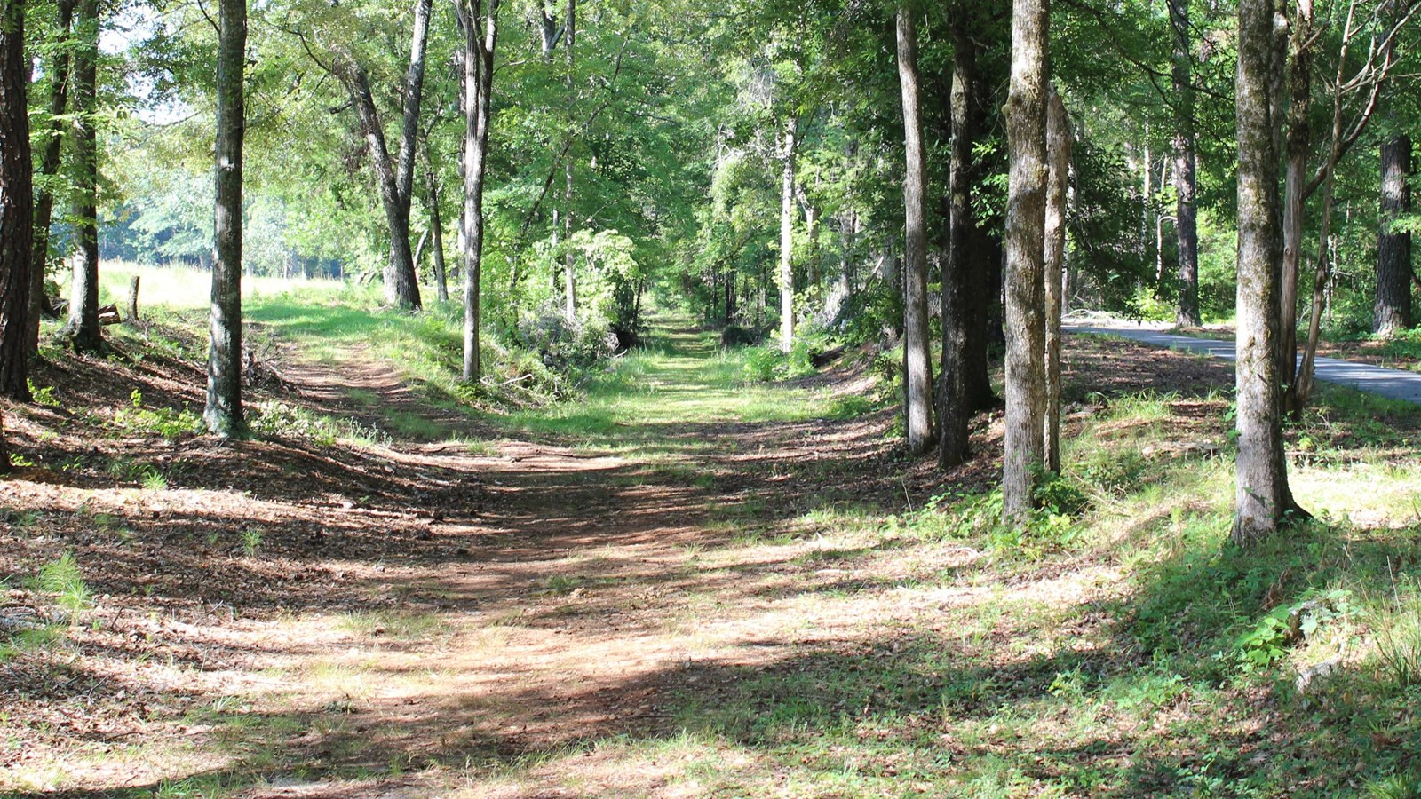 A dirt road through a forest.