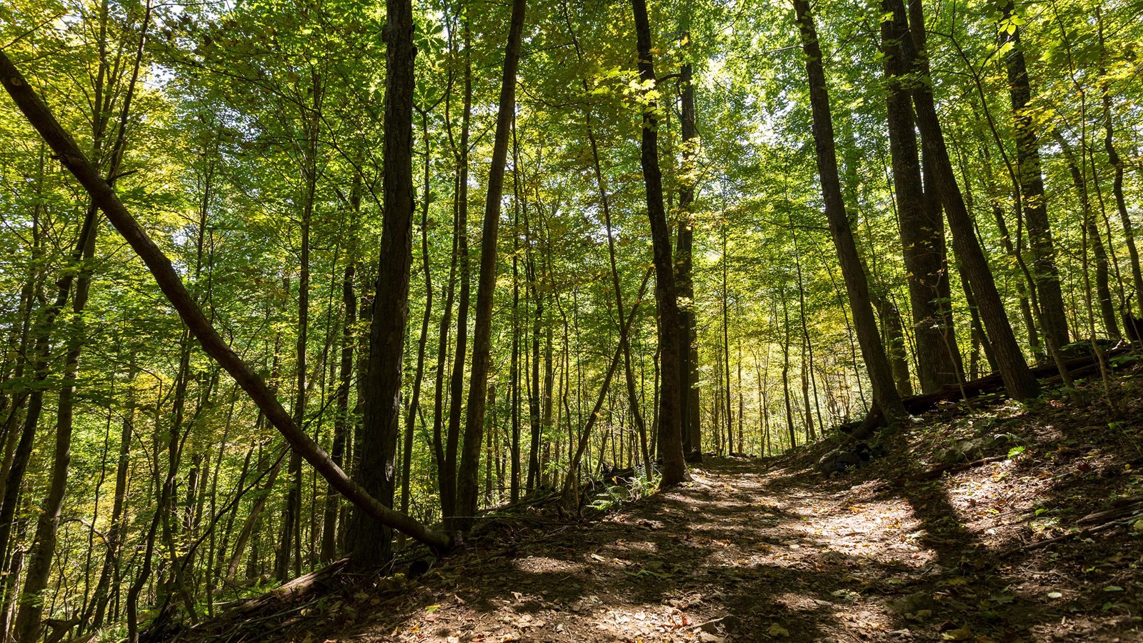 A color photo showing a forest of green trees with a dirt trail underneath of them.