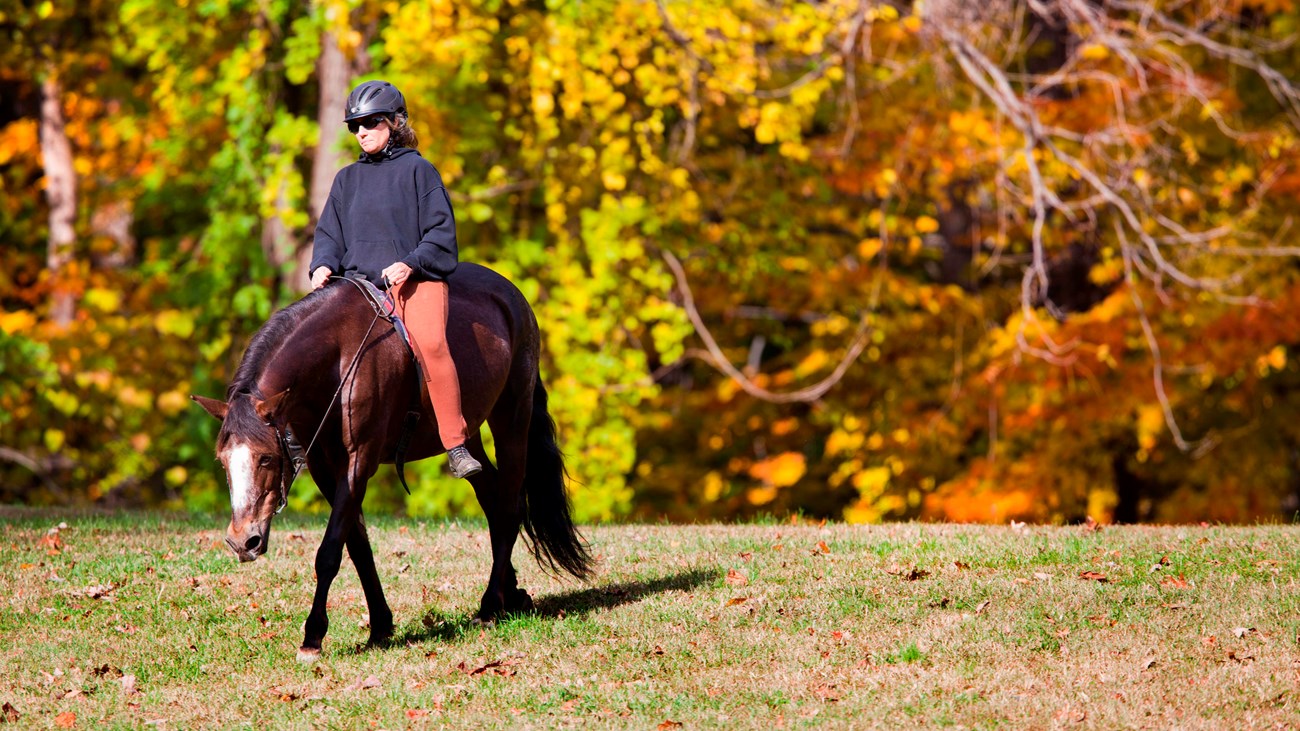 A person on horseback rides in front of trees with orange, yellow and green leaves