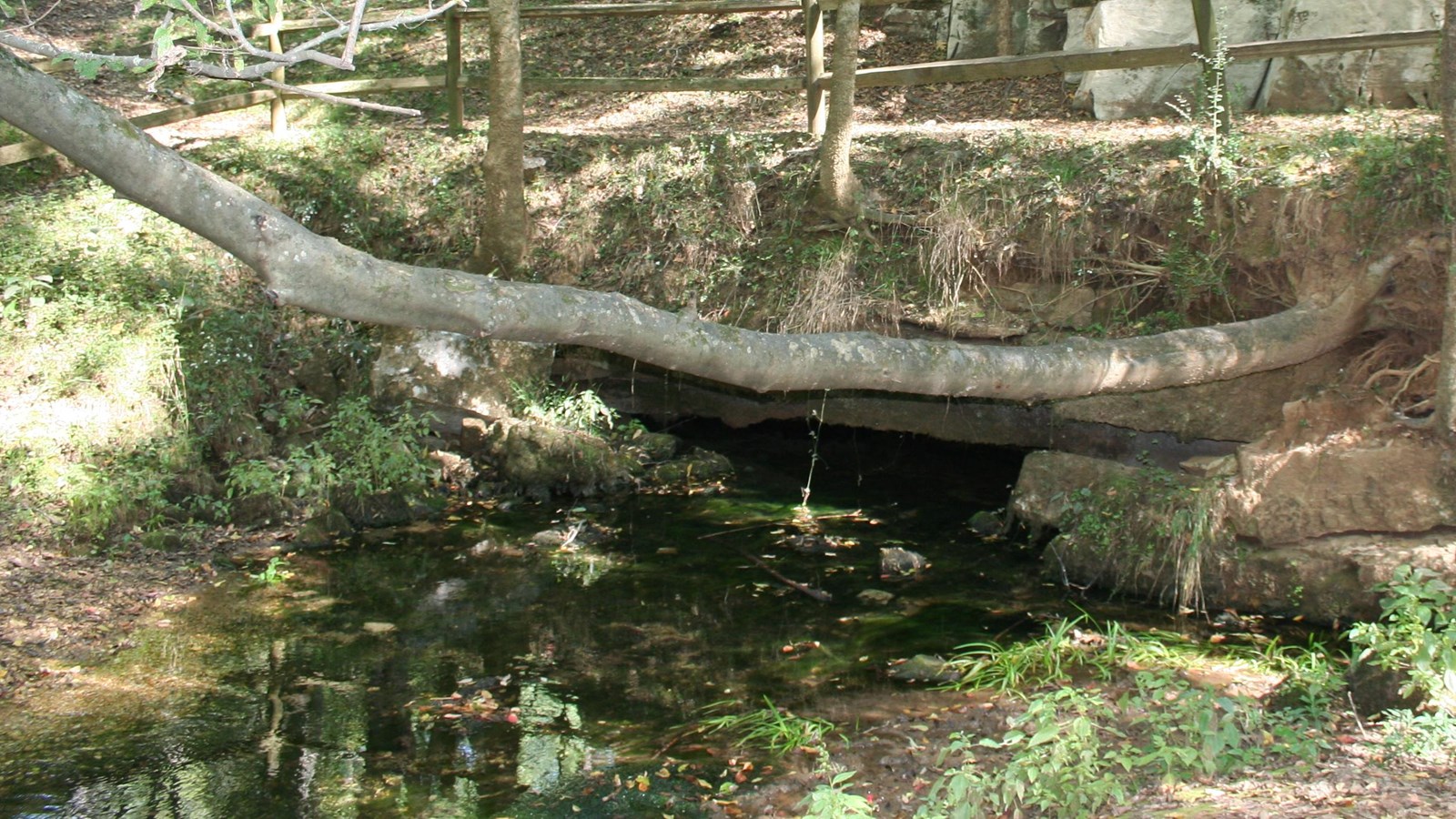 Water comes out of the ground with exposed rocks behind spring site. Trees shade entire area