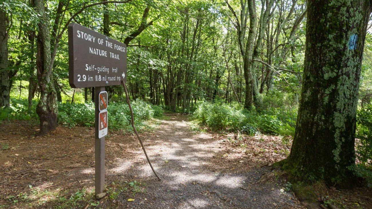 A color photograph of a wooden sign that reads, “Story of the Forest.