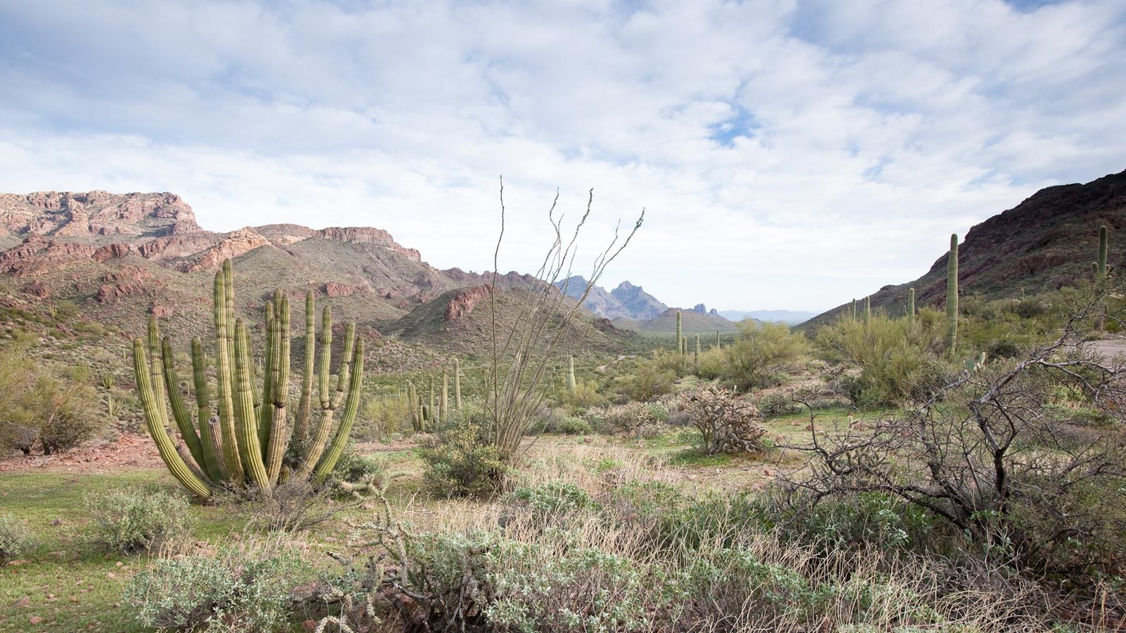 View from Stop 11 on Ajo Mountain Drive looks over a mountainous desert landscape and organ pipes.