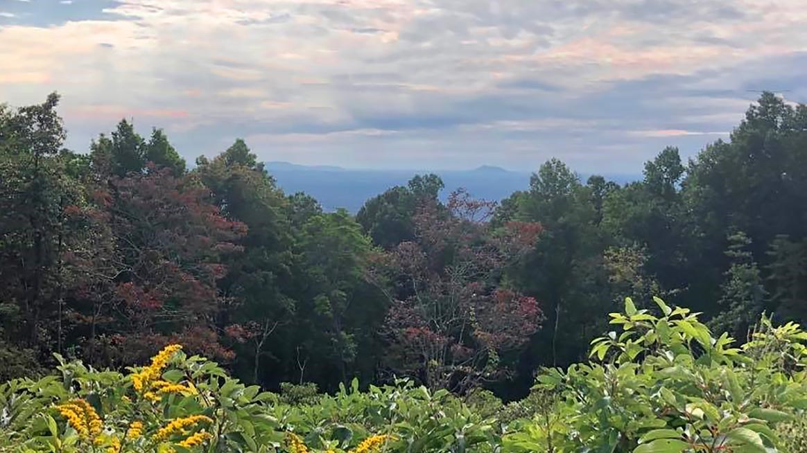 Goldenrod flowers and the edge of the forest frame a view of distant mountains