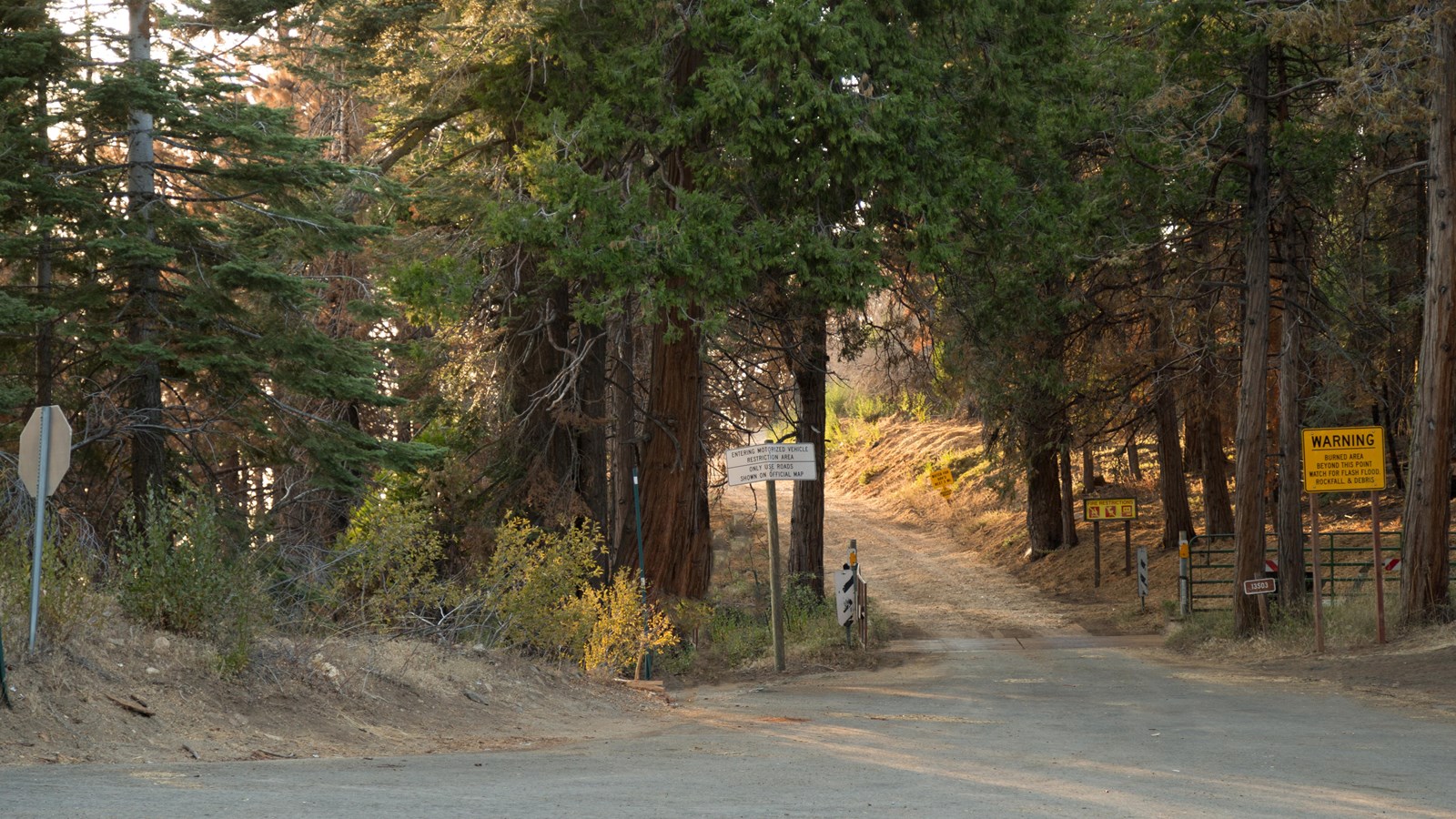 A dirt road cuts between tall trees