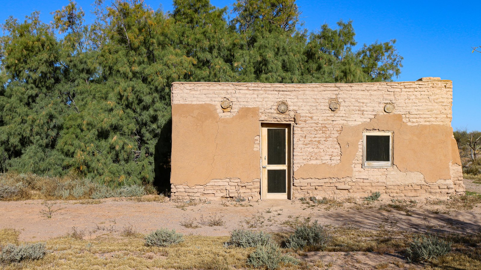 Historic adobe building, Gachado Line Camp, next to large tamarisk tree