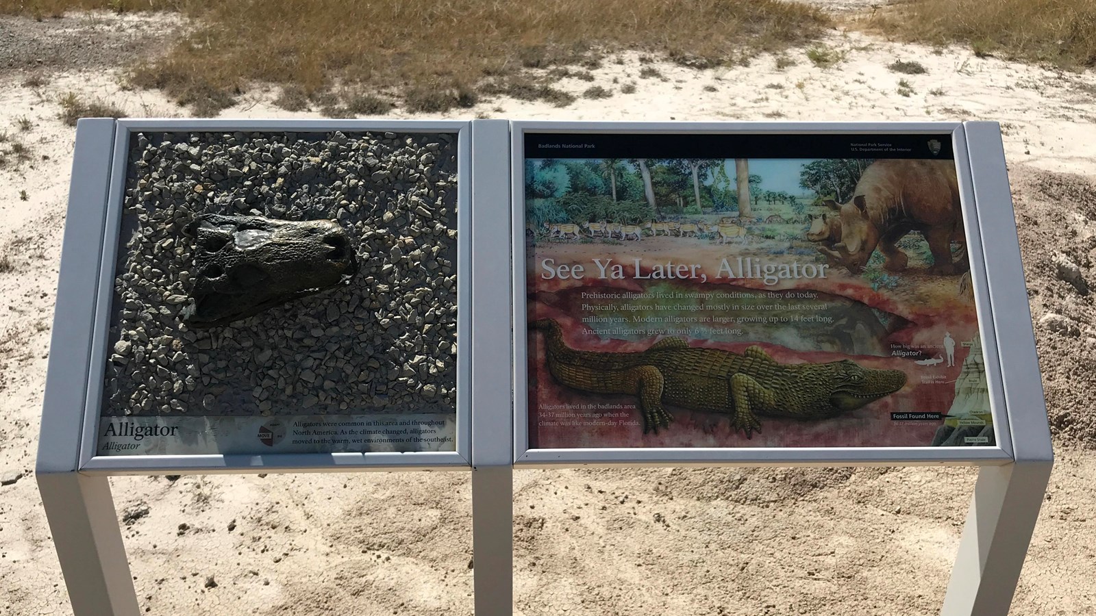 A two-panel exhibit showing illustration of swampy environment and a replica bronze alligator jaw.