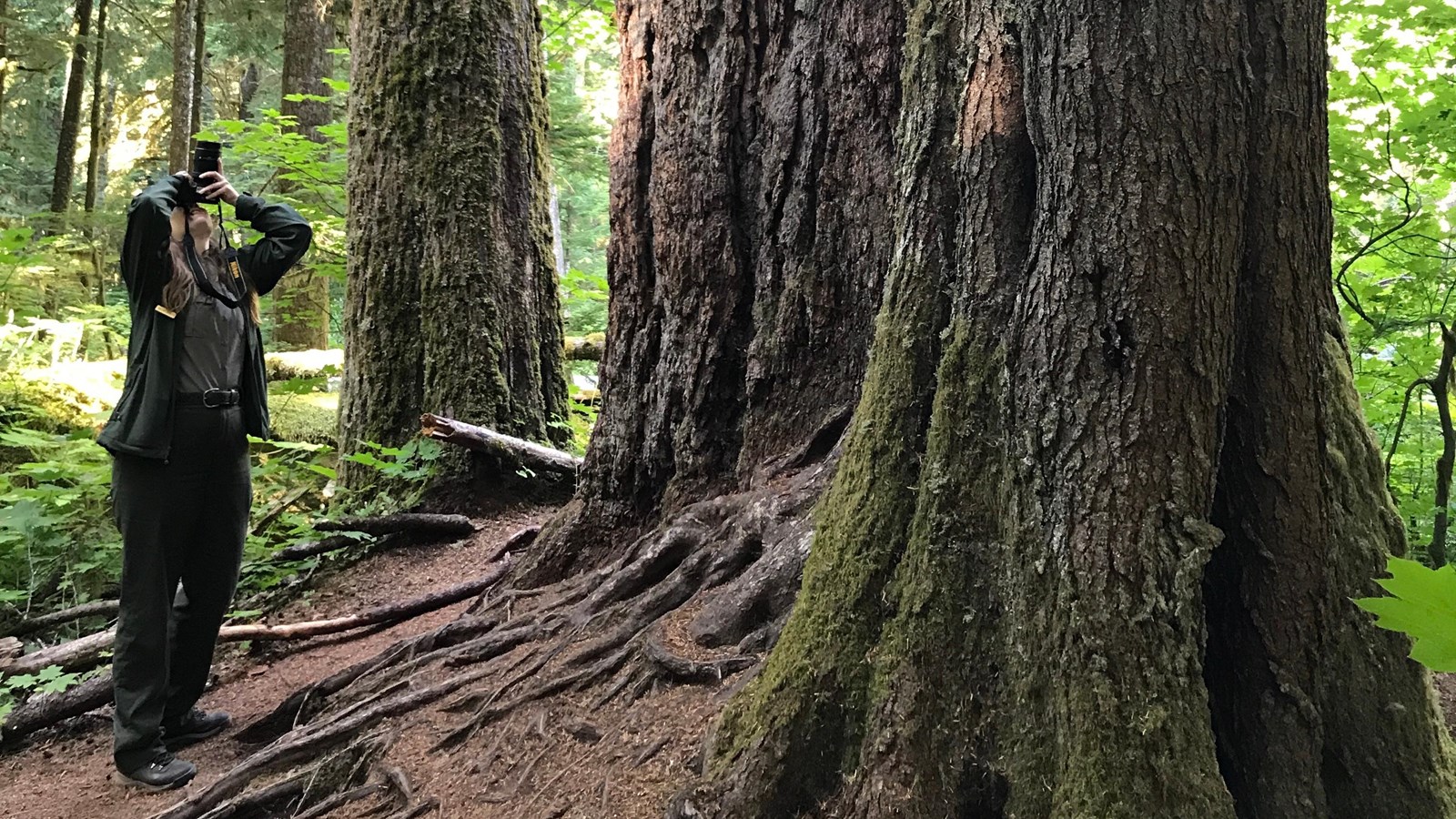 A person cranes their head back to take a photo of the top of a massive Douglas-fir tree.