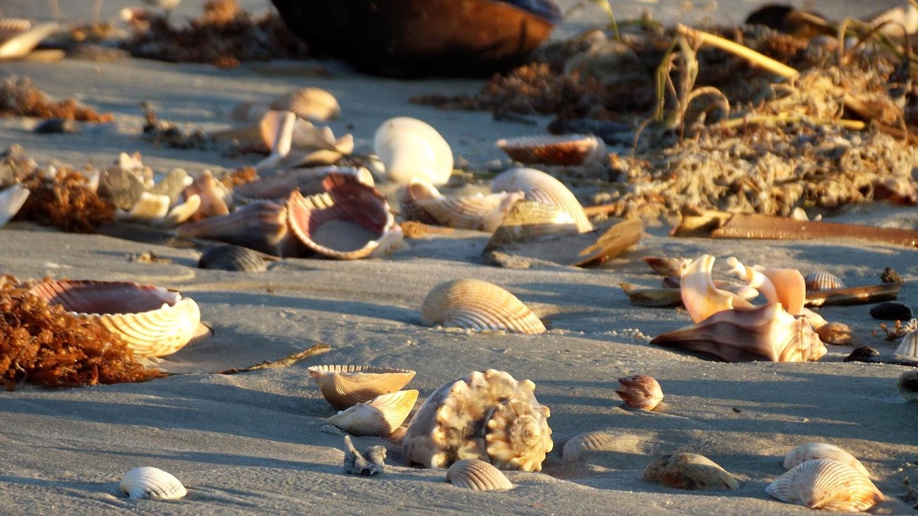 Several varieties of seashells line the beach