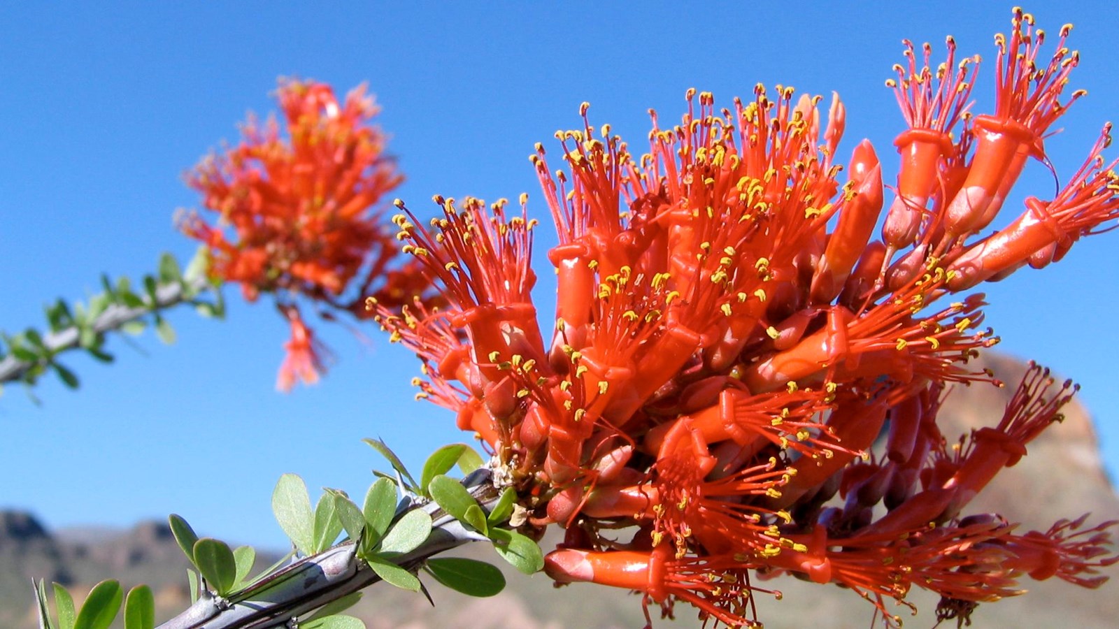 Long, tubular red flowers grow in a cluster at the end of an ocotillo stalk.