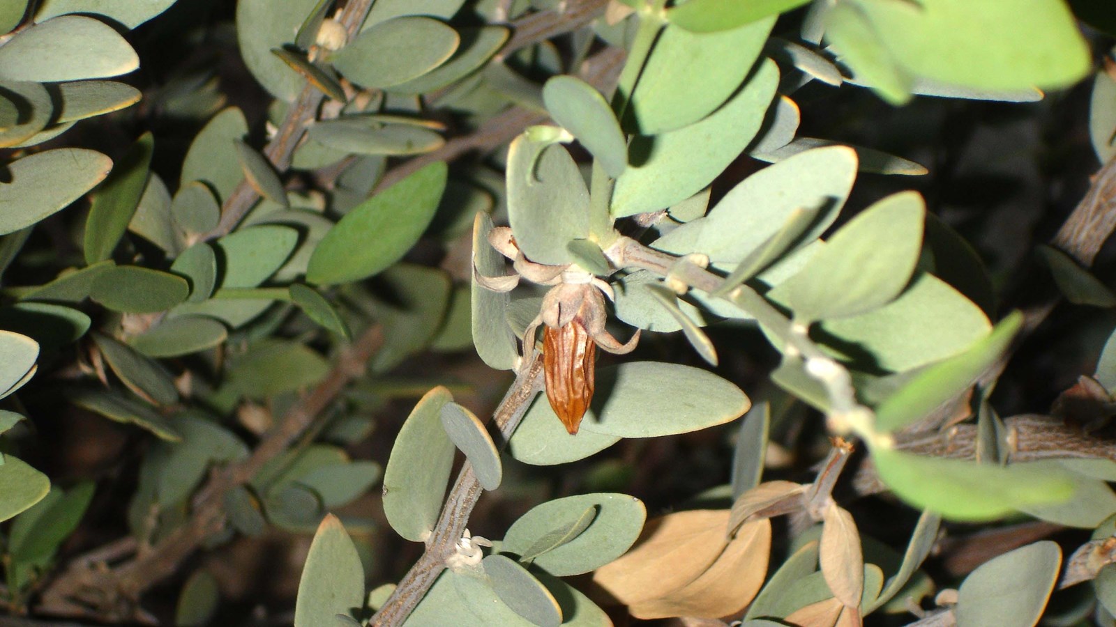 Jojoba plant with a shriveled, brown jojoba nut. 