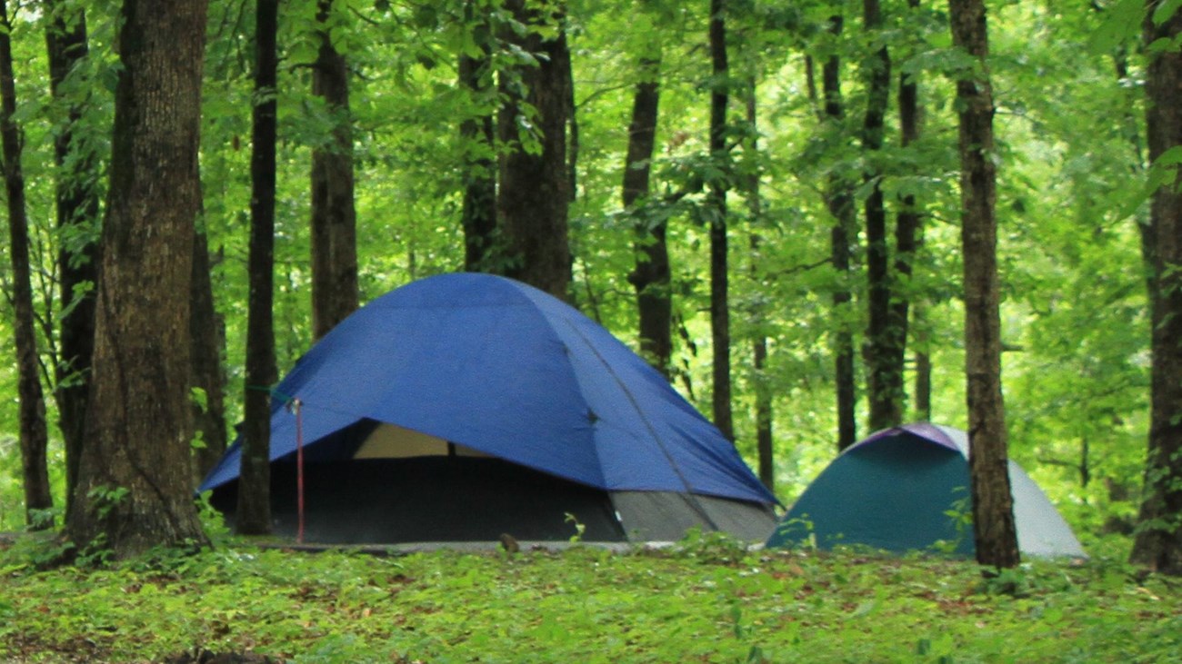 two blue tents are set up surrounded by grass and green leaves of the trees.