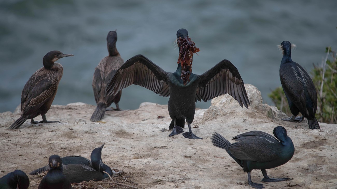 Black birds stand/sit on the ground. One bird stretches out its wings with seaweed in its mouth.