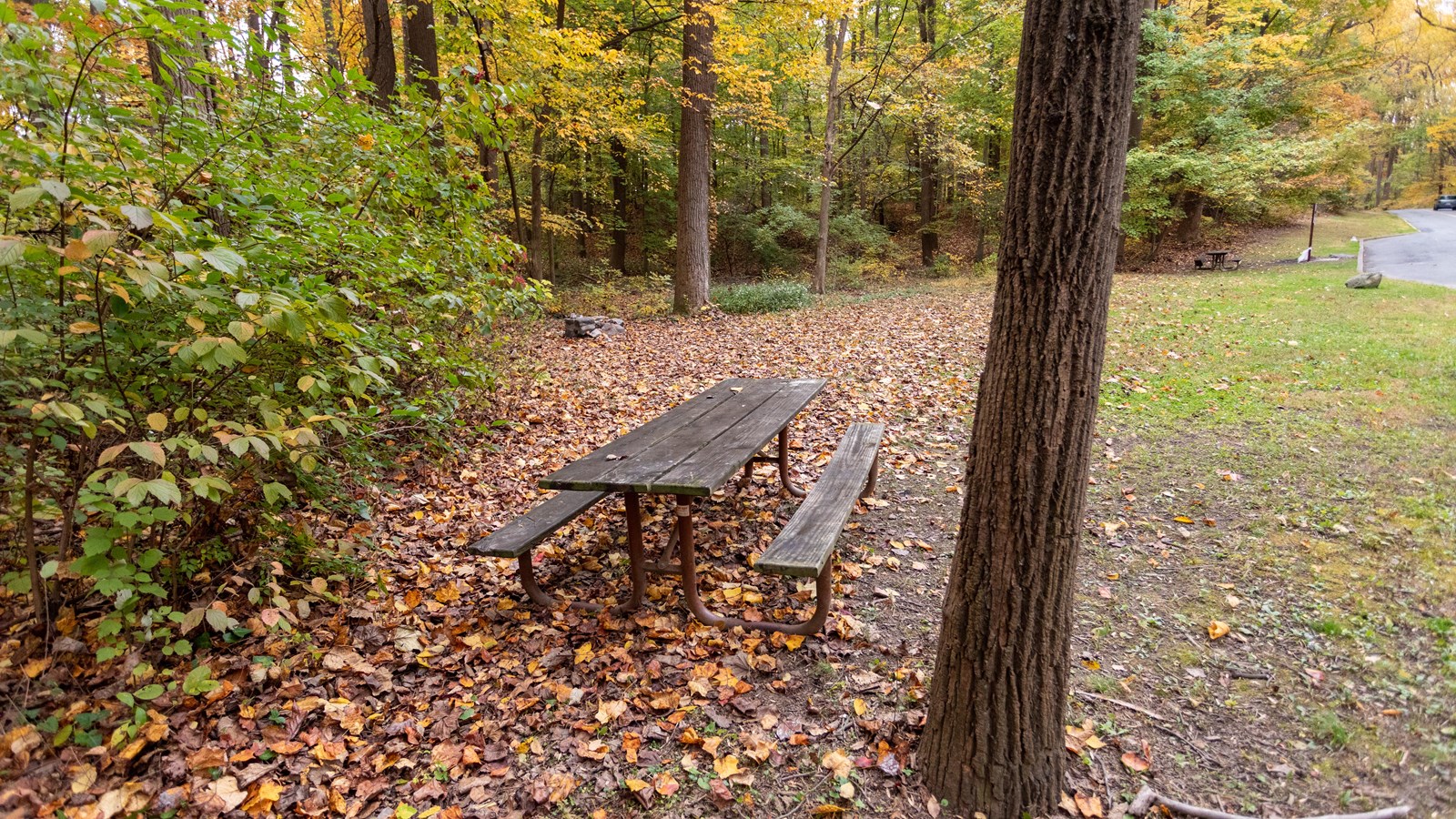 A picnic bench next to a wooded area with a grassy field to the right. 