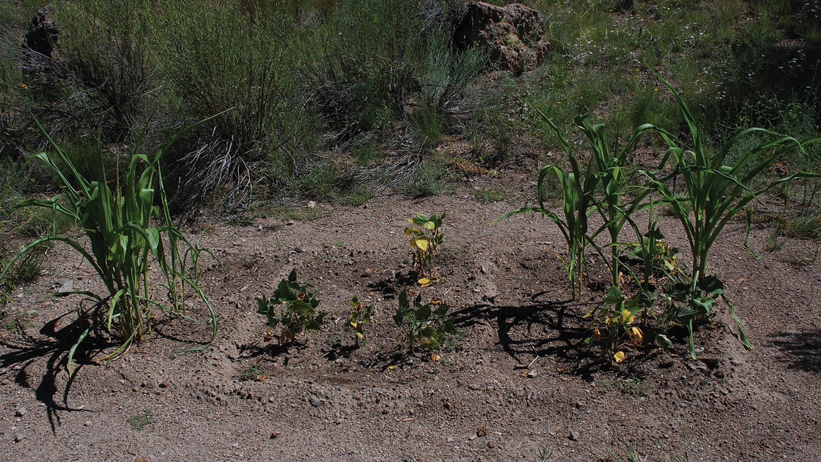 corn, beans, and squash plants in a garden with ridges and depressions like a waffle