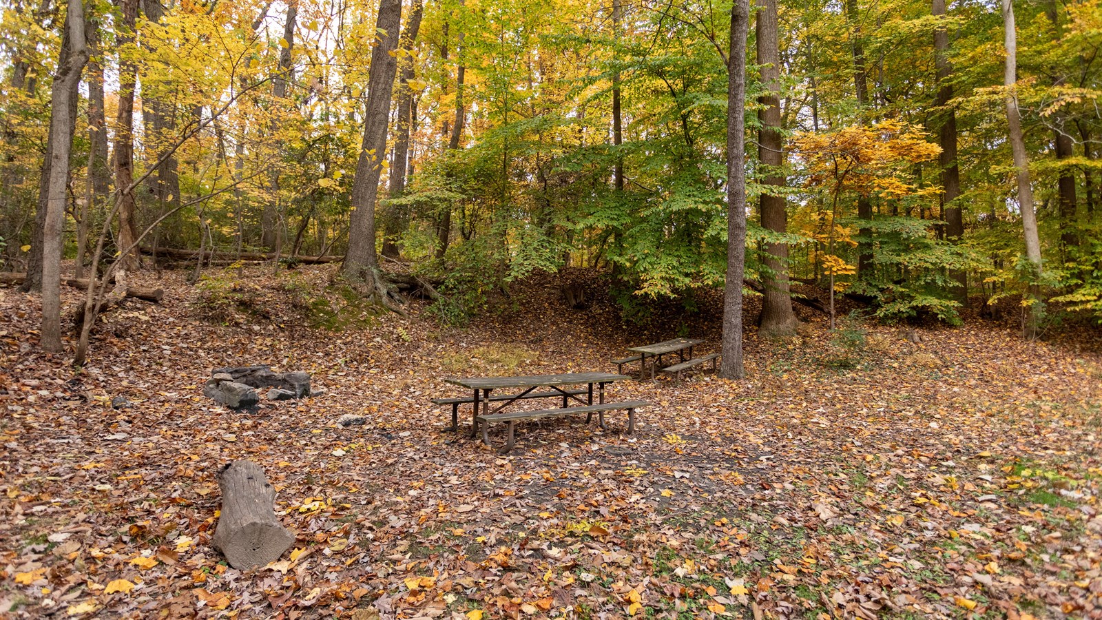 A picnic bench in the woods surrounded by fallen red leaves and trees. 