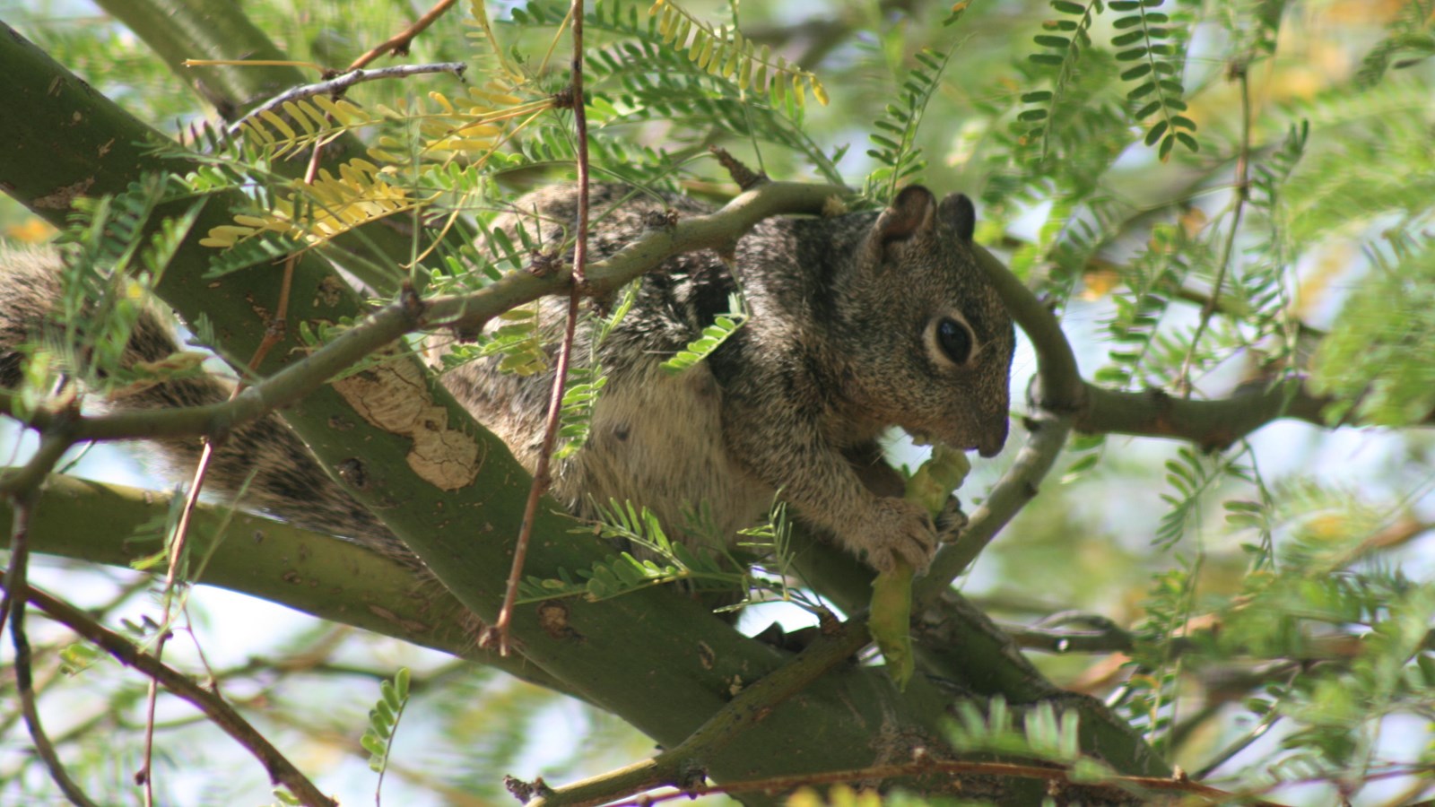 Squirrel sitting in a mesquite tree eating the pods