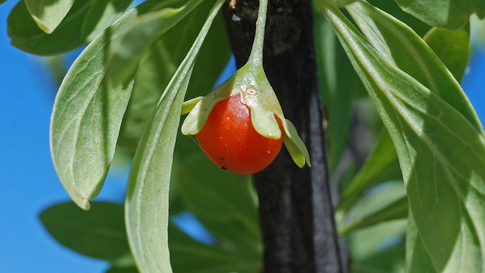 a orange berry with thick green leaves