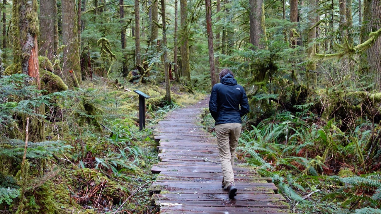 A person in a raincoat walks down a boardwalk trail surrounded by dense rainforest. 