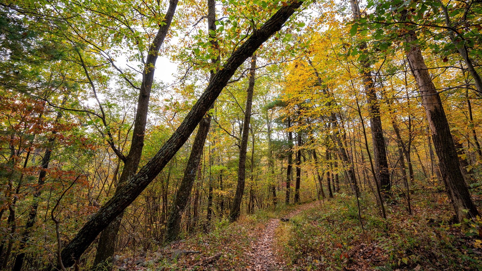 Color photo of a trail leading into a fall-colored forest