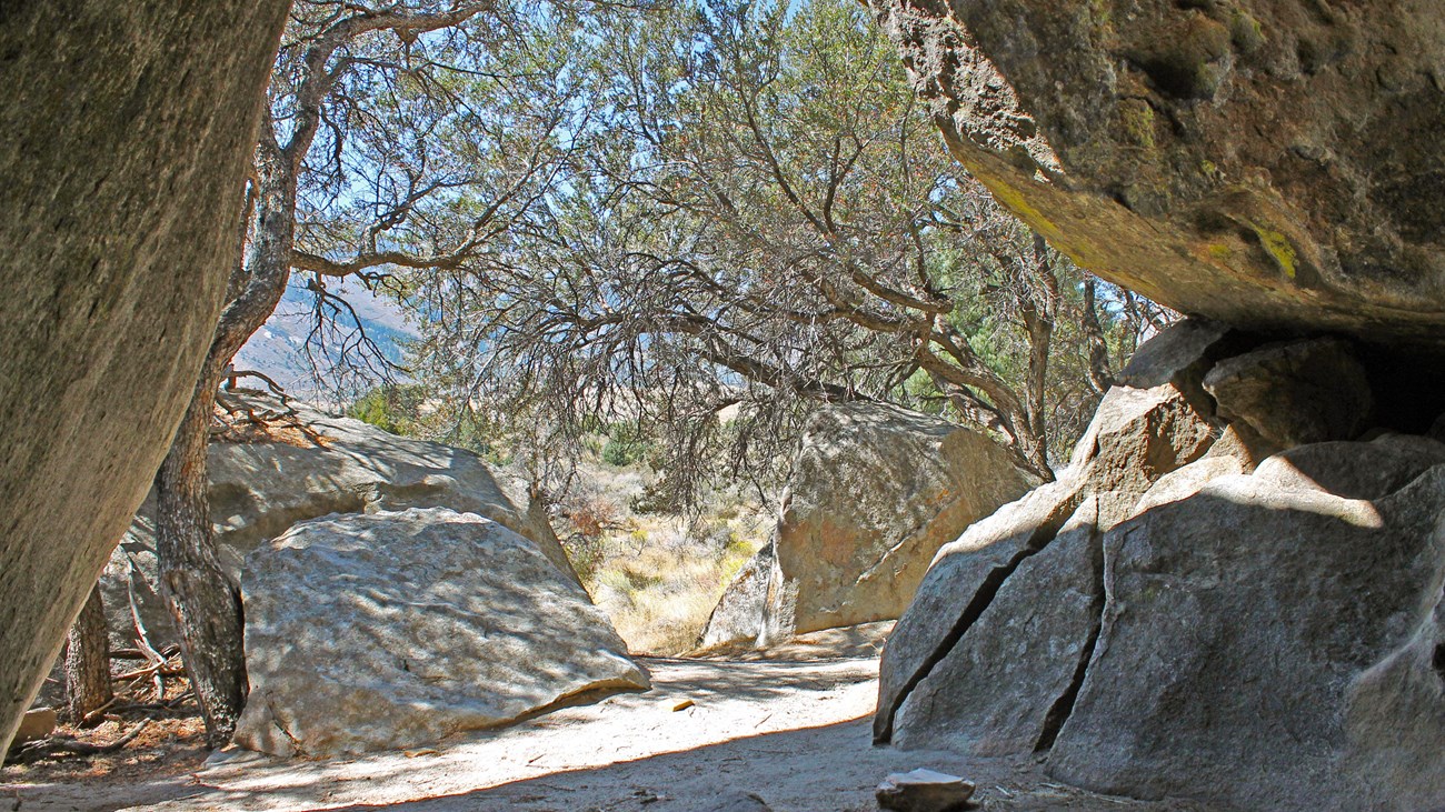 View from inside a dark granite cave out to a bright sunny day, mahogany trees at the entrance.