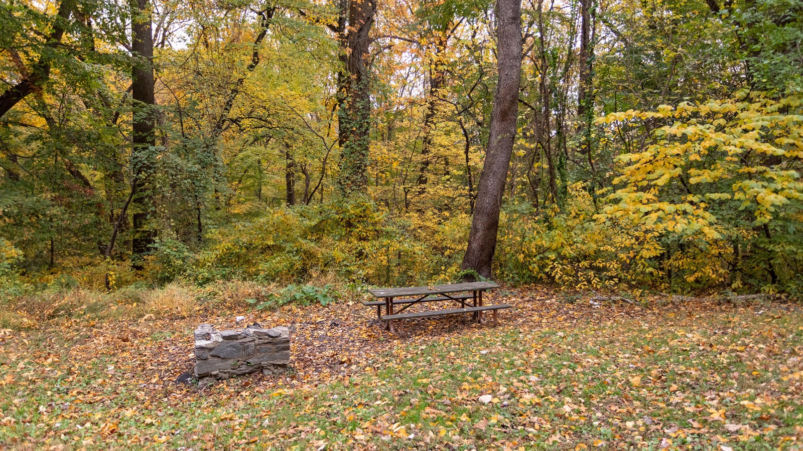 A picnic bench in a grassy wooded area.
