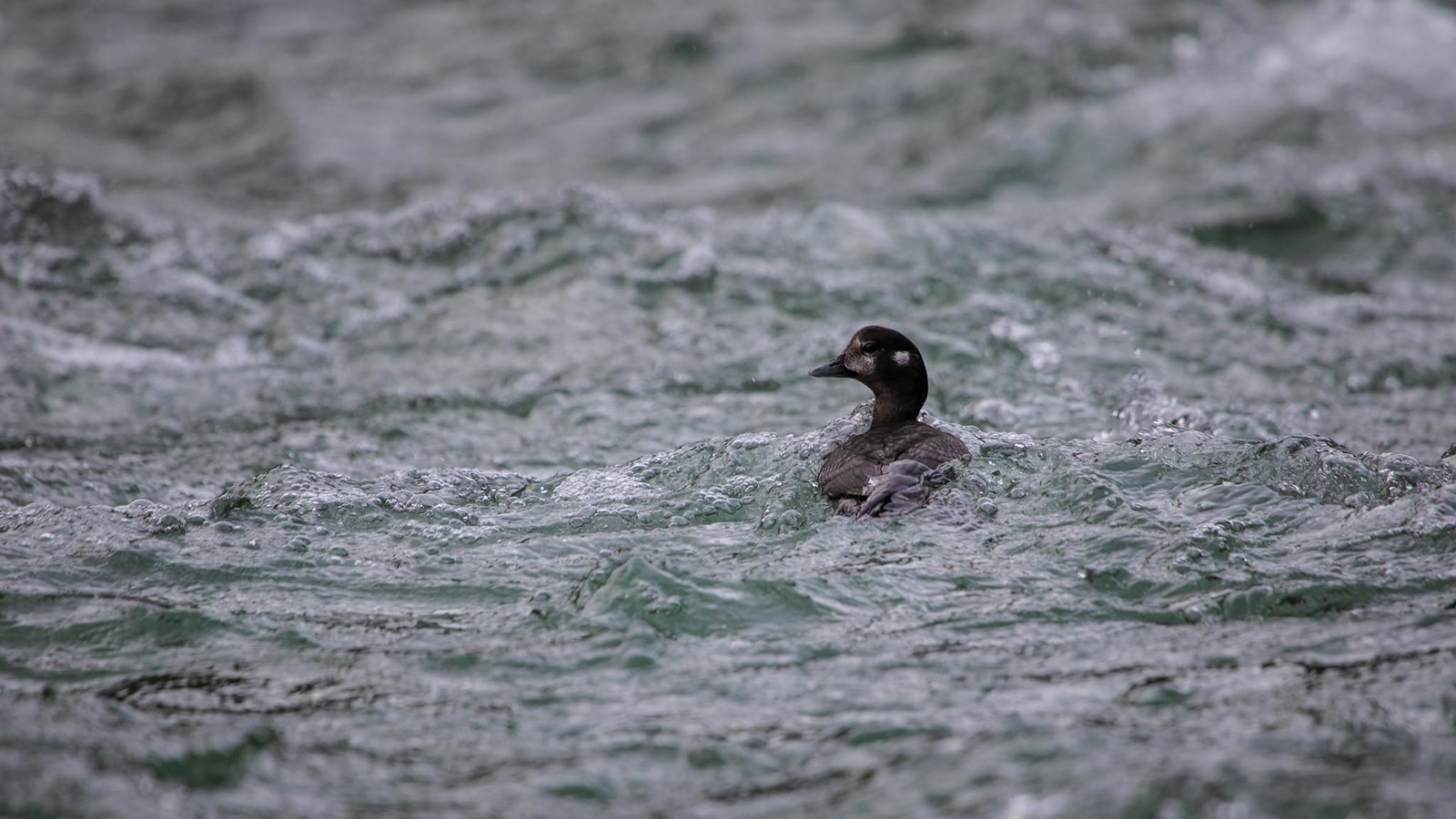 Female Harlequin Duck on McDonald Creek