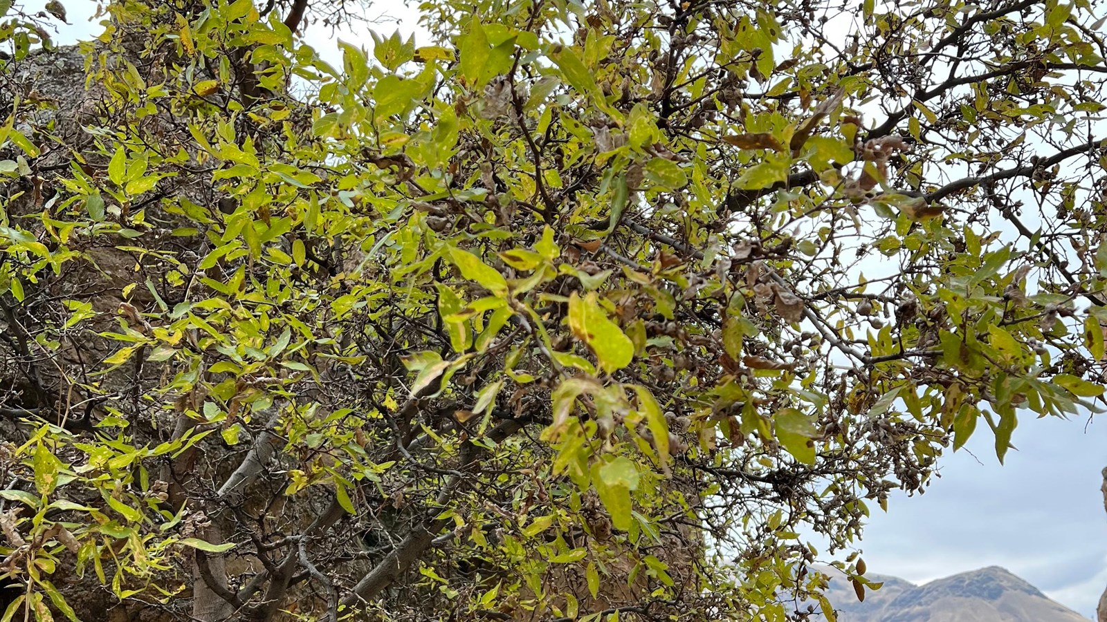A hackberry tree