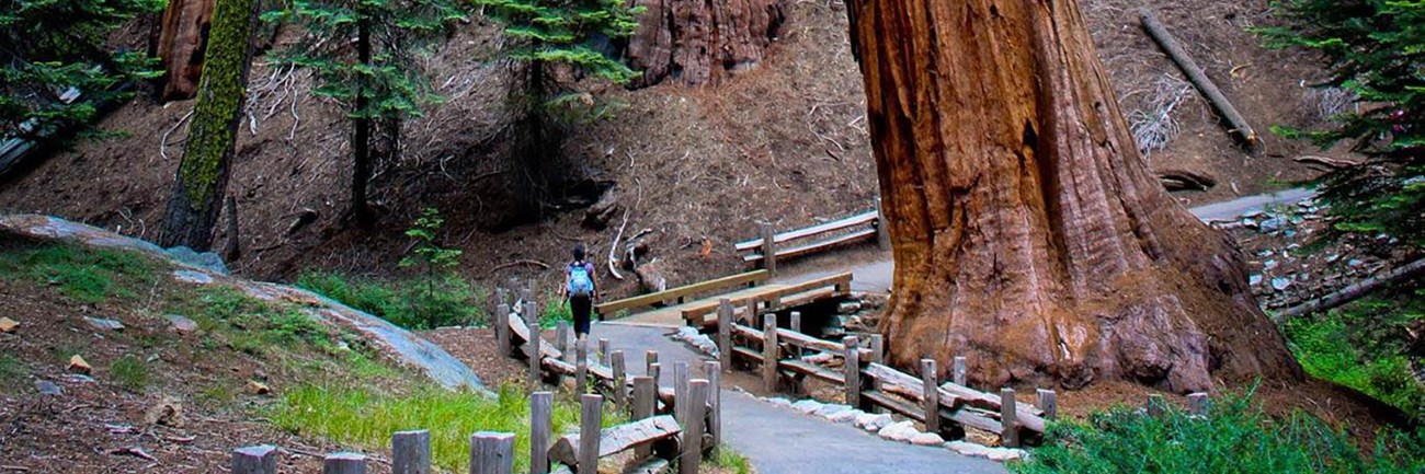 A hiker travels along a park trail. Image by Tuan Nguyen.