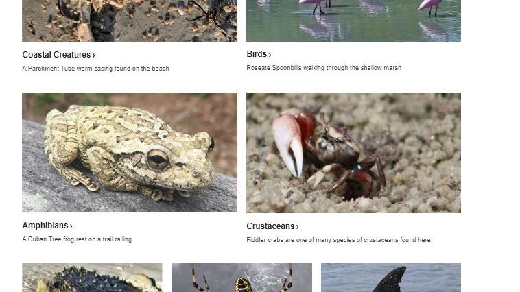 Screenshot of website page featuring animals