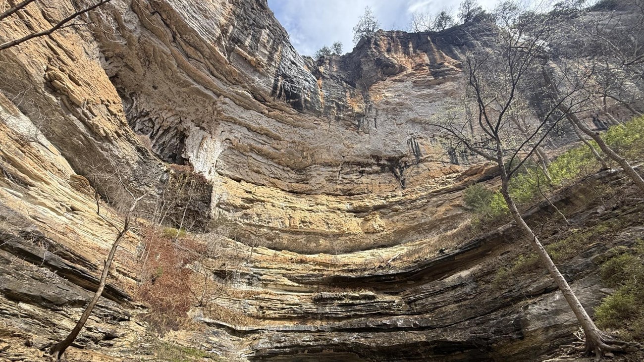 A large sandstone bluff line surrounded by small redbud trees. 