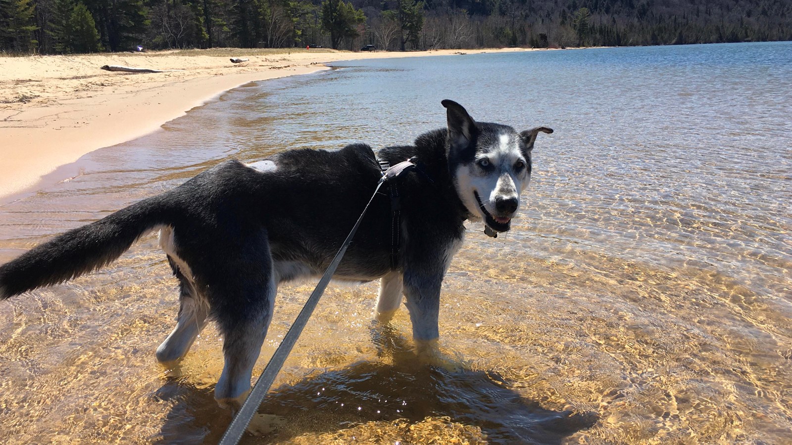Leashed dog standing in shallow water just off the beach