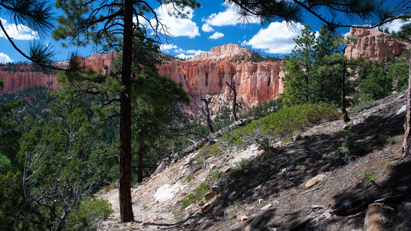 Distant orange rock cliffs are seen through a forest along a sandy trail