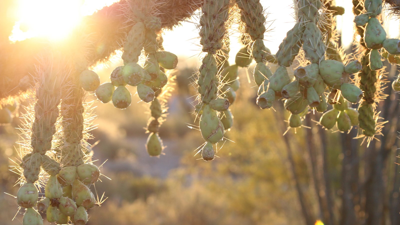 Chains of fruit hanging from a chain-fruit cholla cacti, with sunlight streaming through.