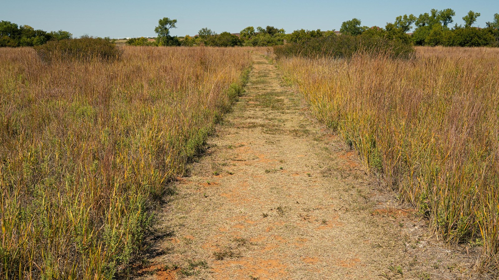 A grass and dirt path running through tall grasses on either side with trees in the distance.