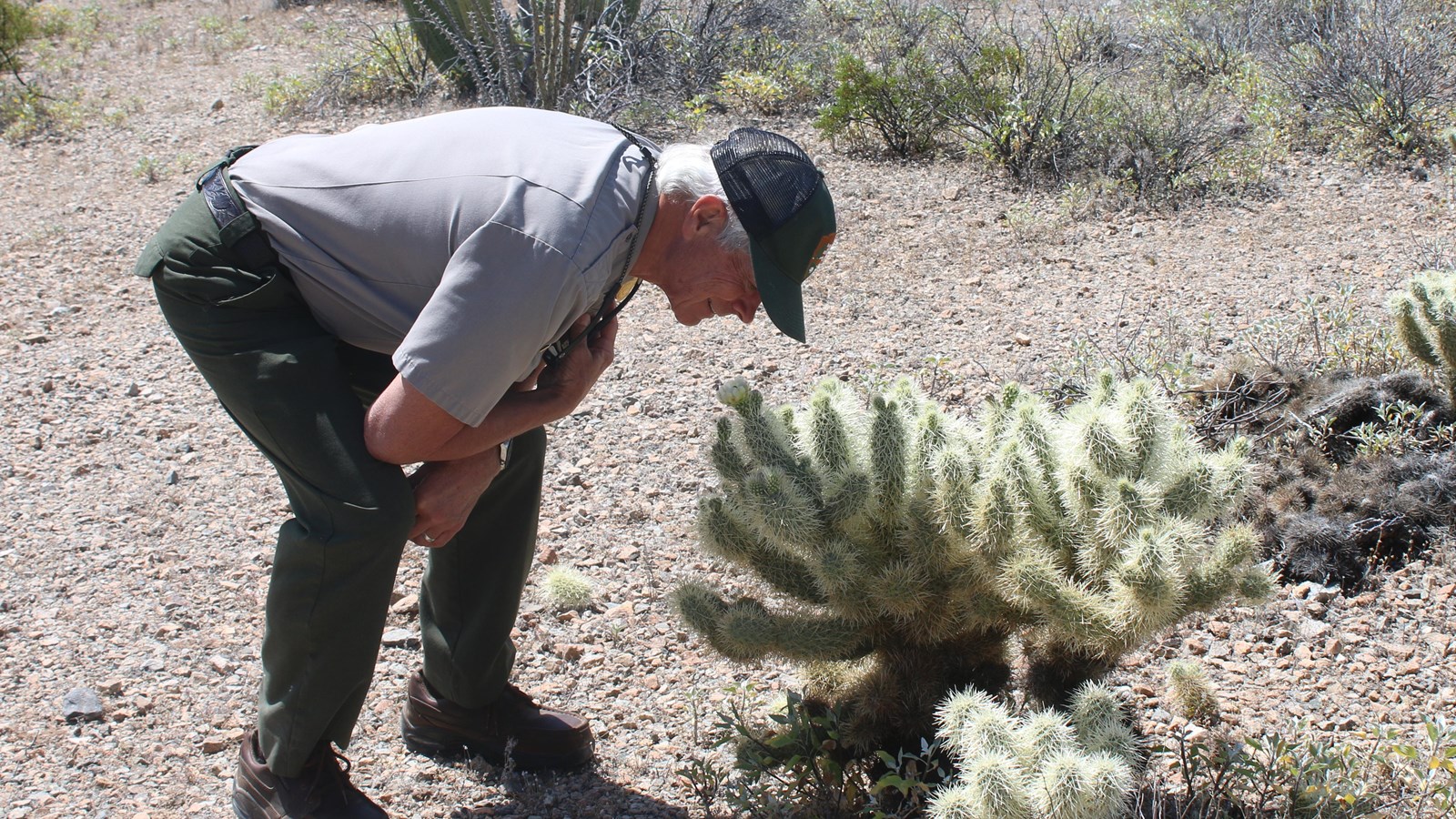 Ranger crouches next to teddy bear cholla, as if smelling it.