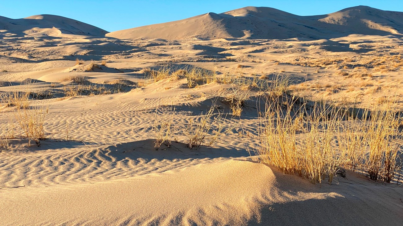 Ripples and vegetation in the sand during evening light 