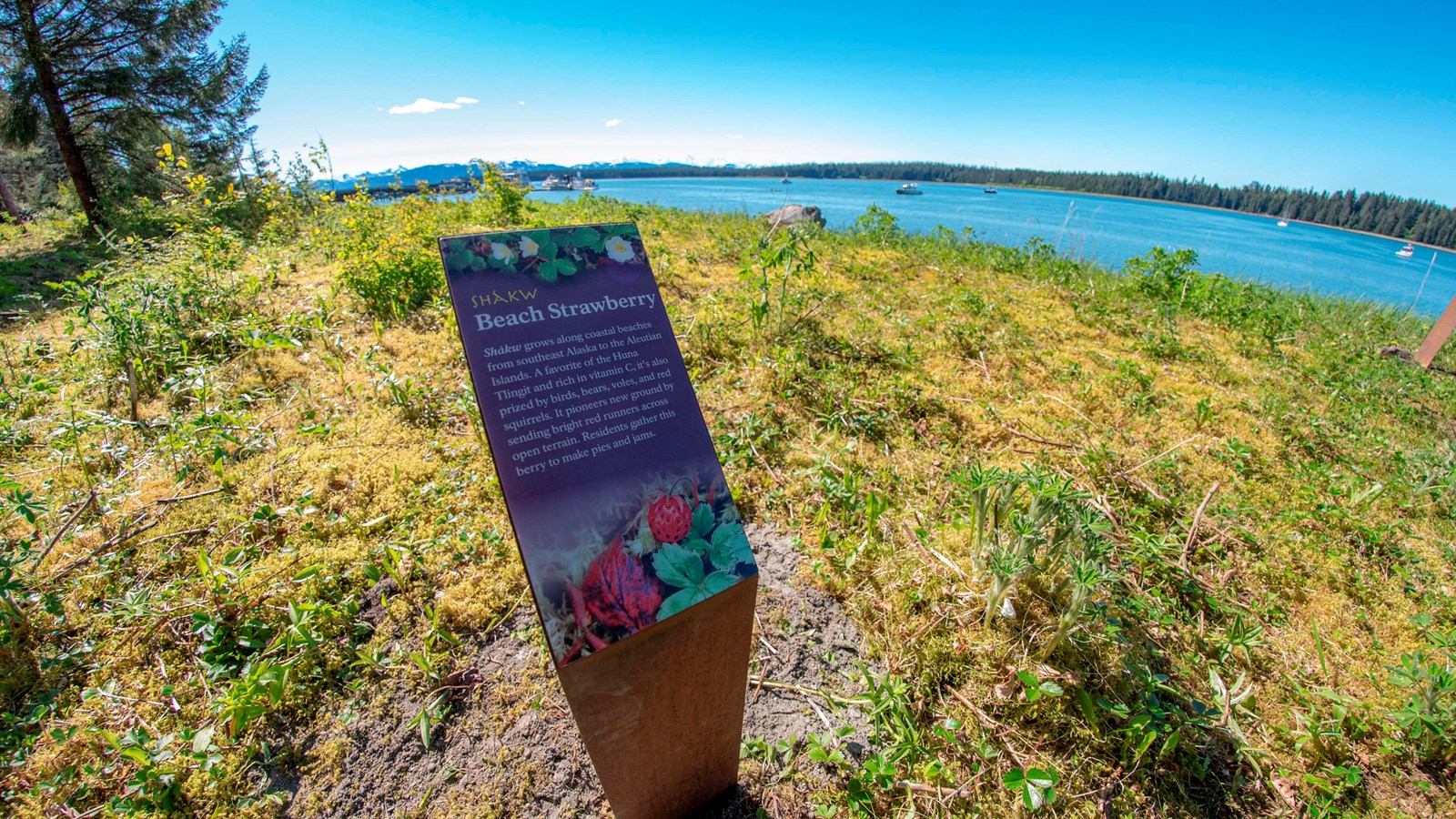 Info sign for beach strawberry on the bartlett cove shore. Sign\'s text is copied on this page.