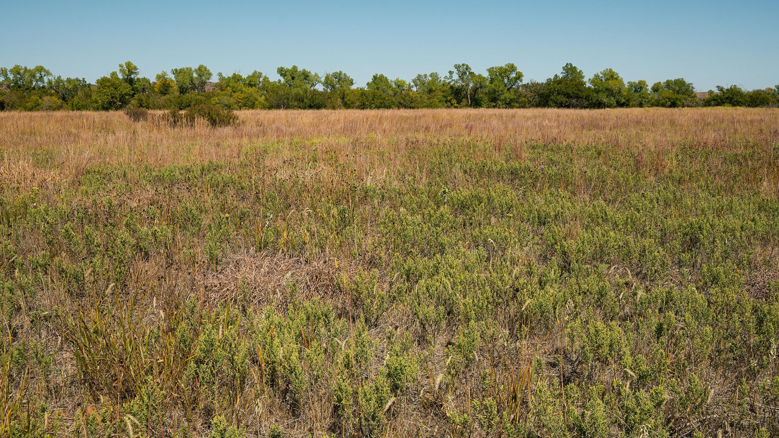 A grassy valley bottom with trees in the distance under a blue sky.
